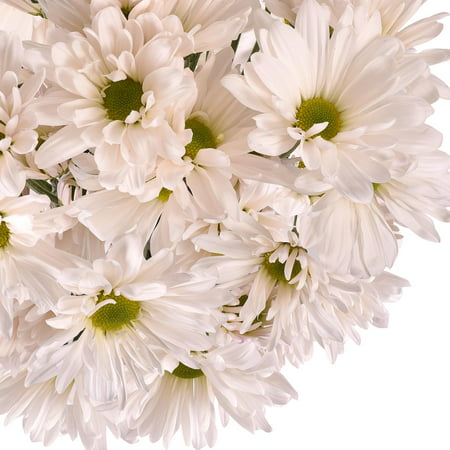 Natural Fresh Flowers - White Daisies, 60 Stems