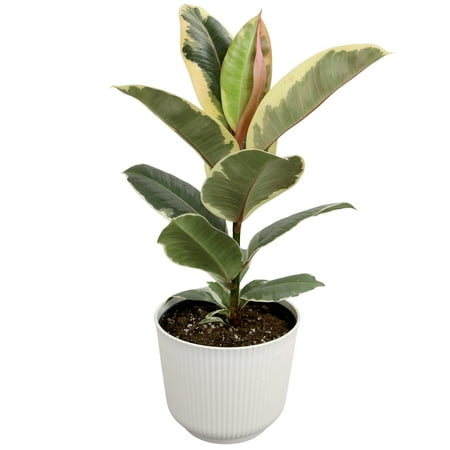 Element Ficus Tineke Variegated Tree in 6" White Decor Pot (Approx 15" Tall) Live Plant