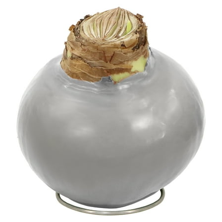 National Plant Network Live Ornamental Silver Waxed Amaryllis with Red Blooms with Indirect Sun (3-Pack)