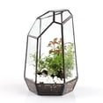 thumbnail image 4 of Terrario geométrico de cristal transparente para suculentas, maceta de mesa, bricolaje D 3.94 x 3.94 x 5.9 pulgadas, 4 of 9