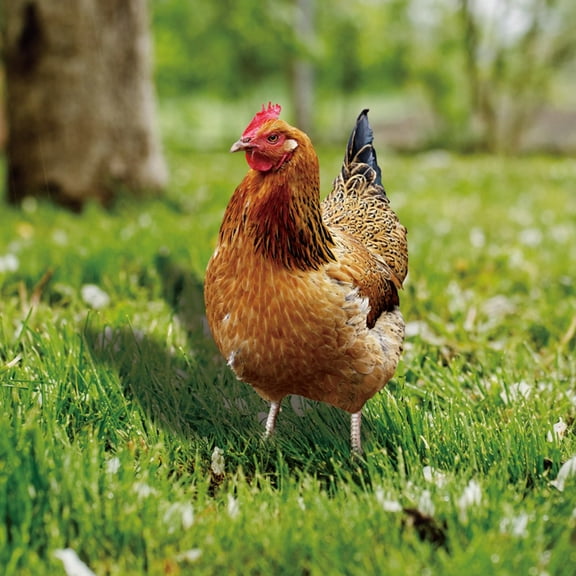 2pcs Garden Rooster Statue Chicken Sculpture For Yard Decor Weatherproof Hen Figurine For Patio Backyard Home Outdoor Decoration