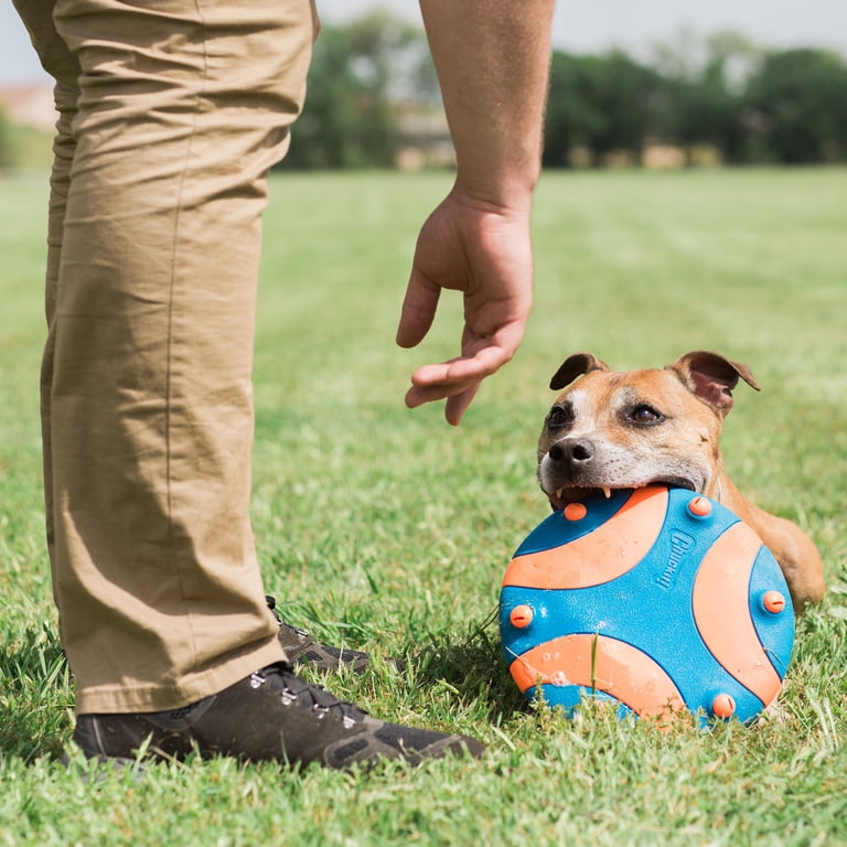 Chuckit! Whistle Flight Disc Rubber Flyer Outdoor Fetch Dog Toy