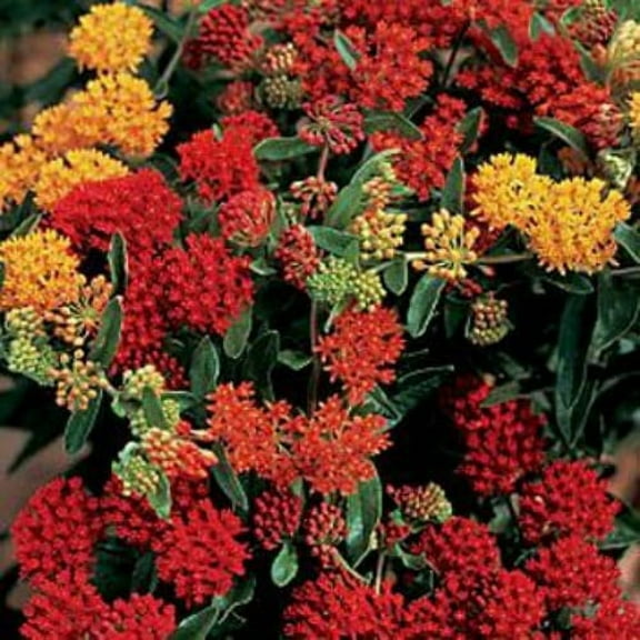 Outsidepride Butterfly Milkweed Asclepias Tuberosa Gay Butterflies Plant Seed - 100 Seeds