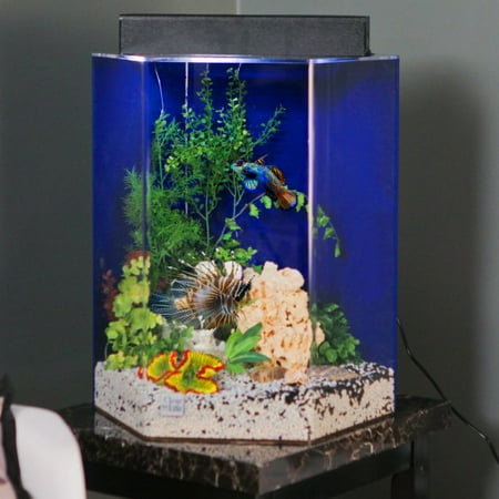 Clear For Life 12 Hexagon Acrylic Aquarium - Sapphire Blue Back