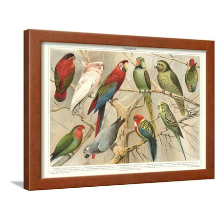 The Parrot Family  Framed  Print Wall Art  Walmart  com