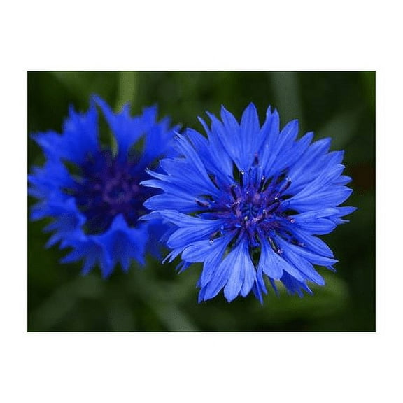 Centaurea Bachelors Button Blue Boy Nice Garden Flower by Seed Kingdom Bulk 1 Lb Seeds