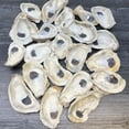thumbnail image 1 of Vaso con forma de conchas de ostra para manualidades, 20 unidades, 3-4 pulgadas, cultivado en EE. UU., 1 of 7