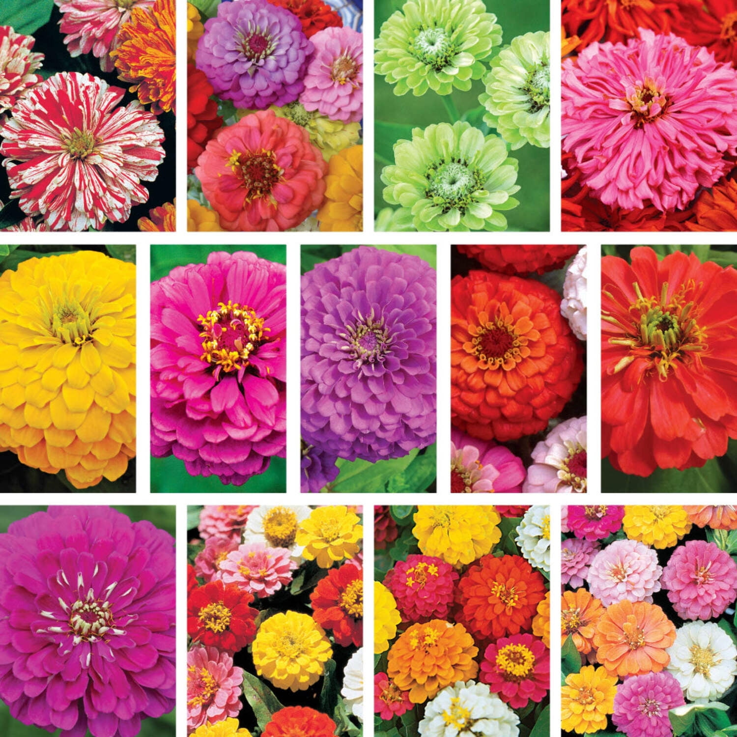 Ferry-Morse Zinnias Galore Flower Seed Variety Pack - 13 Pack