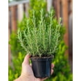 thumbnail image 5 of Rosemary Plant Live in 4'' Pot, Well Rooted Rosemary Herb Plant for Planting Indoor Outdoor, 6-8 Inch Tall, 5 of 6