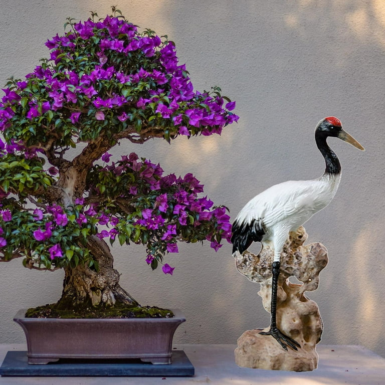 Zen Chic Bonsai