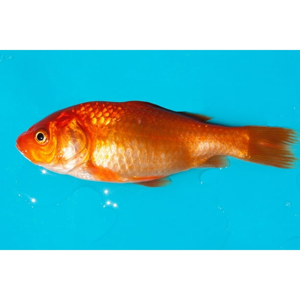 Karpfenfisch Freshwater Fish Goldfish Android 20 Inch By 30 Inch Laminated Poster With Bright Colors And Vivid Imagery Fits Perfectly In Many Attractive Frames Walmart Com Walmart Com