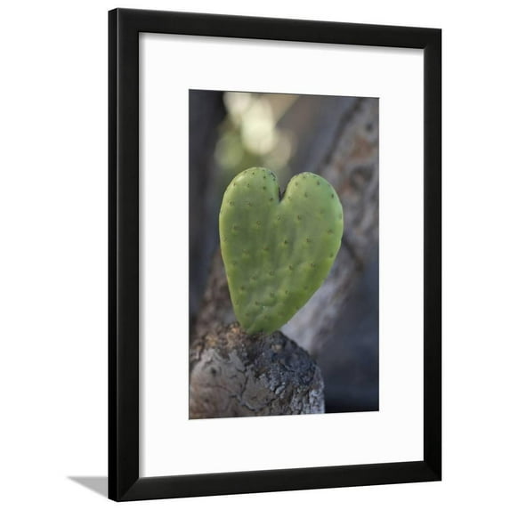 California HeartShaped Cactus, Framed Art Print Wall Art by Jaynes Gallery Sold by Art.Com