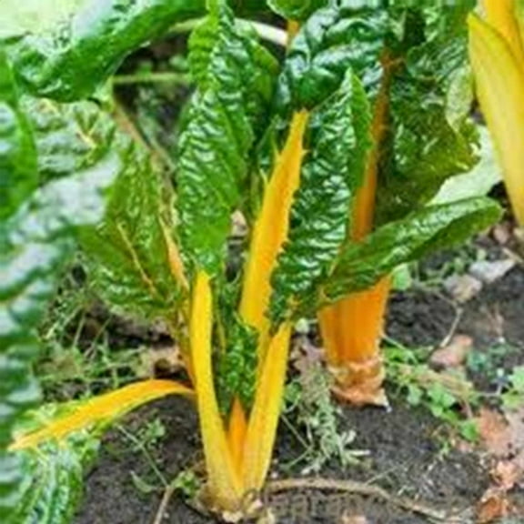 Swiss Chard Garden Seeds - Yellow - 1 Oz - Non-GMO Vegetable Gardening & Microgreens Seeds