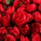 thumbnail image 3 of EeaseMX ROSENICE 50 rosas artificiales para decoración de bodas (rojas), 3 of 7