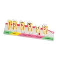 thumbnail image 3 of lionlar Demonstration Tooth Model Education Standard Tooth for School Classroom Kids A, 3 of 9