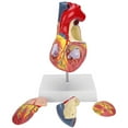 thumbnail image 4 of Human Heart Model, 2X Life Size Disassembled 49 Parts PVC Heart Teaching Model  for Teaching Use, 4 of 7