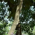 thumbnail image 1 of WASHWEPE 10Ud Para Colgar Plantas Y Decoraciones En Interiores Y Exteriores, 1 of 8
