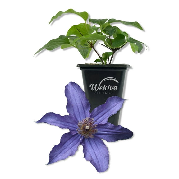 Clematis Sapphire Indigo - Live Starter Plant in a 2 Inch Growers Pot - Starter Plants Ready for The Garden - Rare Clematis for Collectors