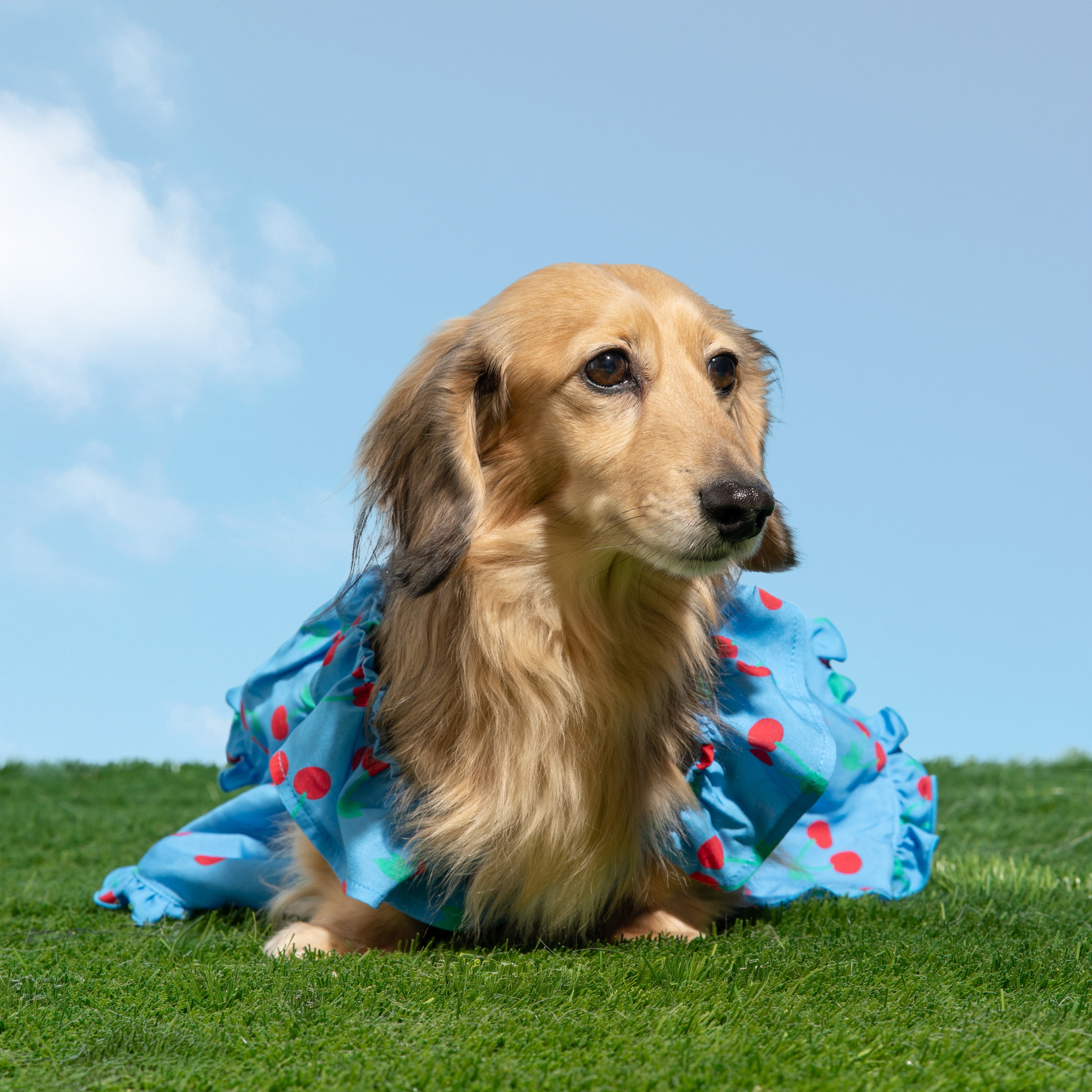 Oodles Blue Tart Cherries Spring Ruffled Dog Dress, XS