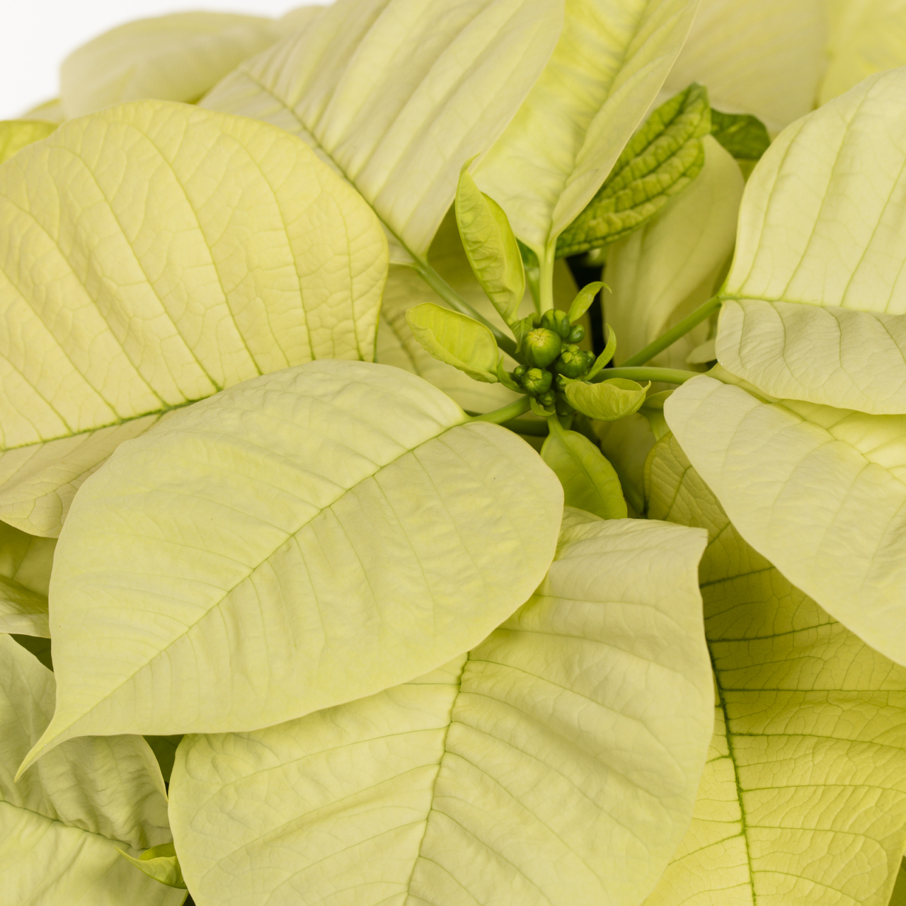 Holiday Time 1.5QT White Poinsettia Live Houseplant Green Foil Cover Indirect Sunlight 3 Pack