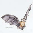 thumbnail image 2 of CafePress - Brown Myotis Bat Infant Bodysuit - Baby Light Bodysuit, Size Newborn - 24 Months, 2 of 4