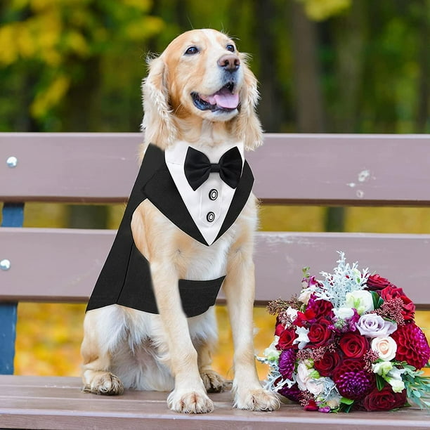 Traje para perro boda deals