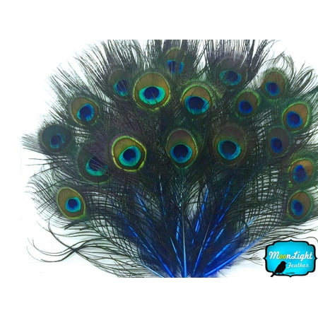 10 Pieces - Royal Blue Mini Natural Peacock Tail Body Feathers With Eyes