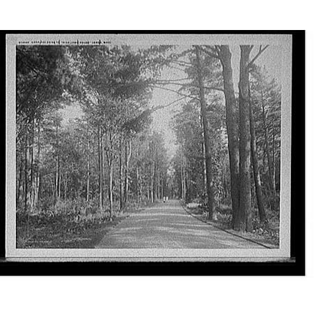Historic Print, Carriage drive to High Lawn House, Lenox, Mass., 16" x 20"