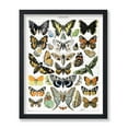 thumbnail image 1 of Póster Poster Master Butterfly Art vintage de Adolphe Millot, 1 of 6
