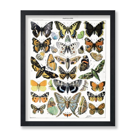 Póster Poster Master Butterfly Art vintage de Adolphe Millot
