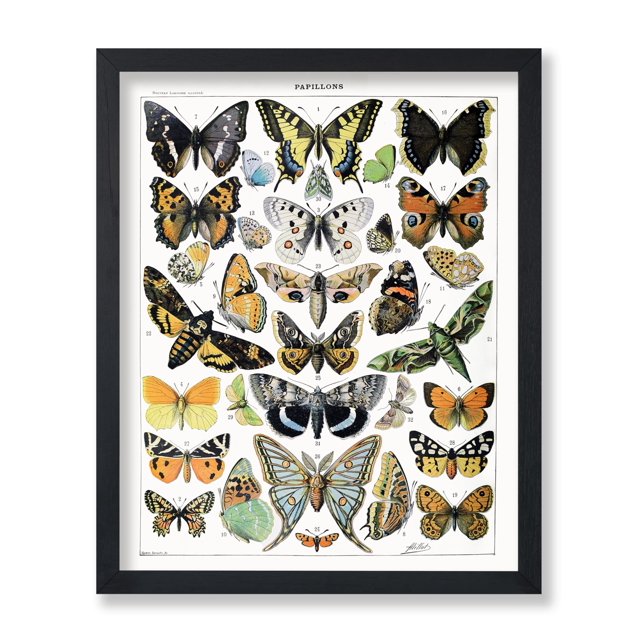 Póster Poster Master Butterfly Art vintage de Adolphe Millot