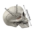 thumbnail image 3 of Small Skulls Halloween Decor, 7.9" Skeletons Movable Jaw, Mini Skulls For Crafts Outdoor Halloween Decorations, Realistic Miniature Human Skull Heads, 3 of 6