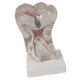 thumbnail image 1 of Modelo Molar de Modelo de para Accesorio Educativo Práctico, 1 of 7