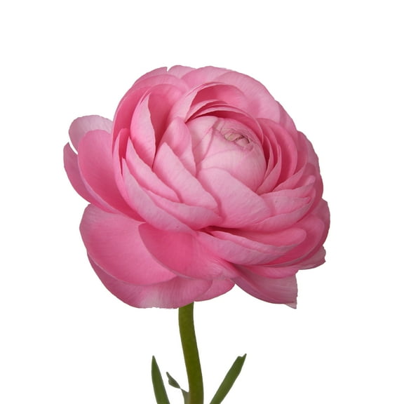 Pink Ranunculus -30 Farm Direct Fresh Cut Flowers - 140 Stems - Ranunculus - by Bloomingmore