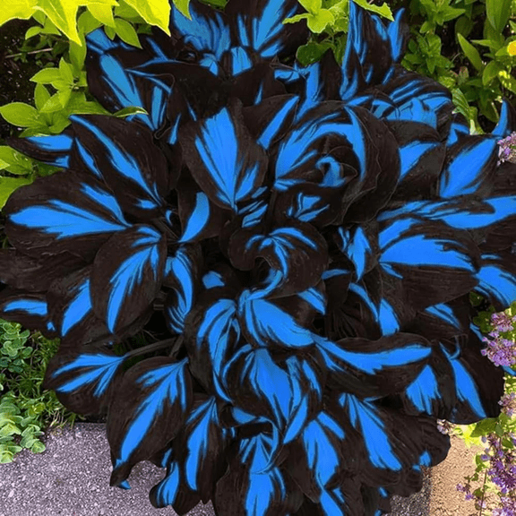 (H-osta) easy for Garden Ideal for Beds Borders, Plant Pots & Planters