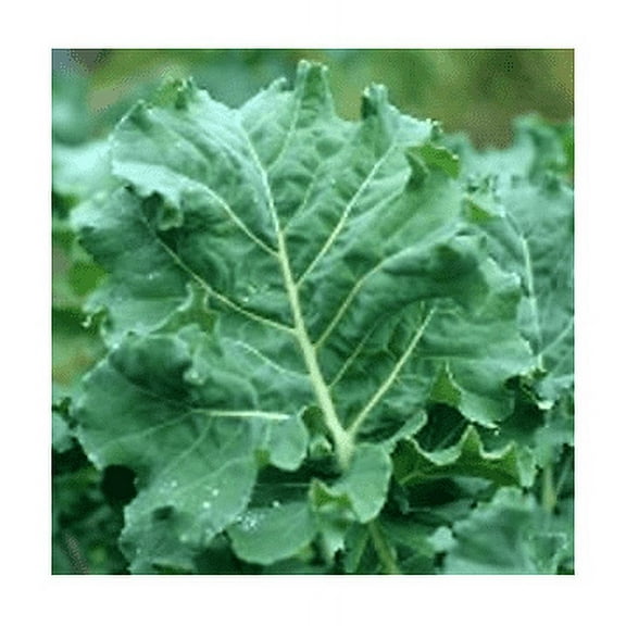 Kale Premier Great Heirloom Vegetable by Seed Kingdom Bulk 1/4 Lb Seeds