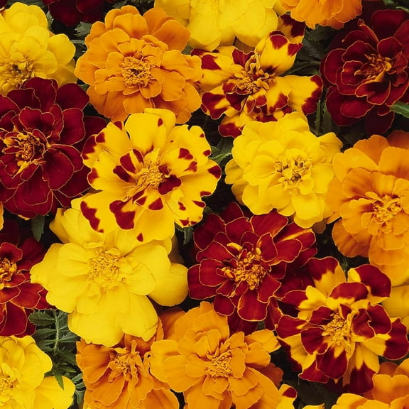 Marigold Seeds - Durango Series - Mix - 100 Seed Packet - Tagetes patula - Non-GMO, Open Pollinated - Flower Gardening