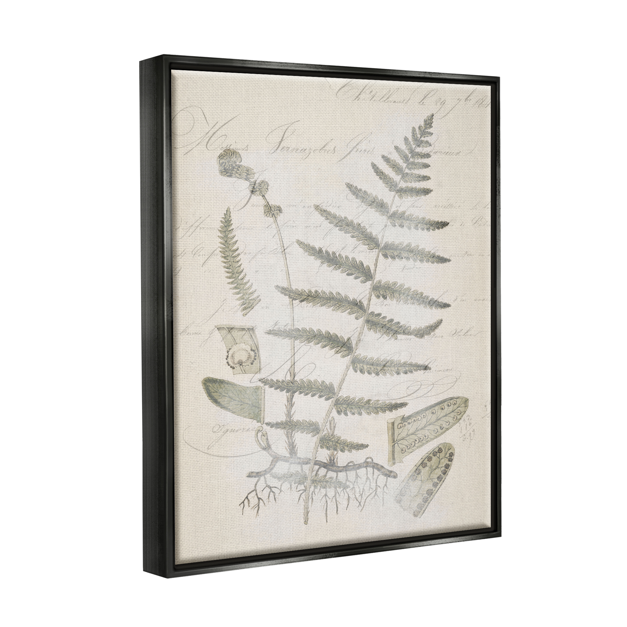 Stupell Industries Latin Study Vintage Fern Botanical Botanical & Floral Drawing Black Floater Framed Art Print Wall Art