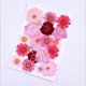 thumbnail image 3 of Flores secas naturales, flores prensadas, hojas secas mezcladas, flores secas múltiples para manualidades, álbum de recortes de resina Diy, 3 of 5