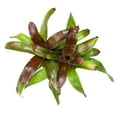 thumbnail image 2 of Altman Plants Neoregelia Gazpacho | Bromeliad Houseplant & Perennial | 4qt. Grow Pot; Indirect Light, 2 of 8