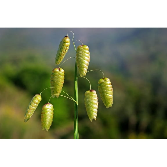 100 Rattlesnake Grass Seeds for Planting - Greater Quaking Grass - Briza Major
