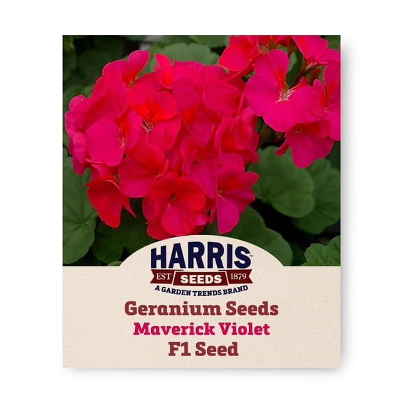 Harris Seeds Geranium Maverick Violet F1 Seeds, Non-GMO, Large Blooms, 25 Count