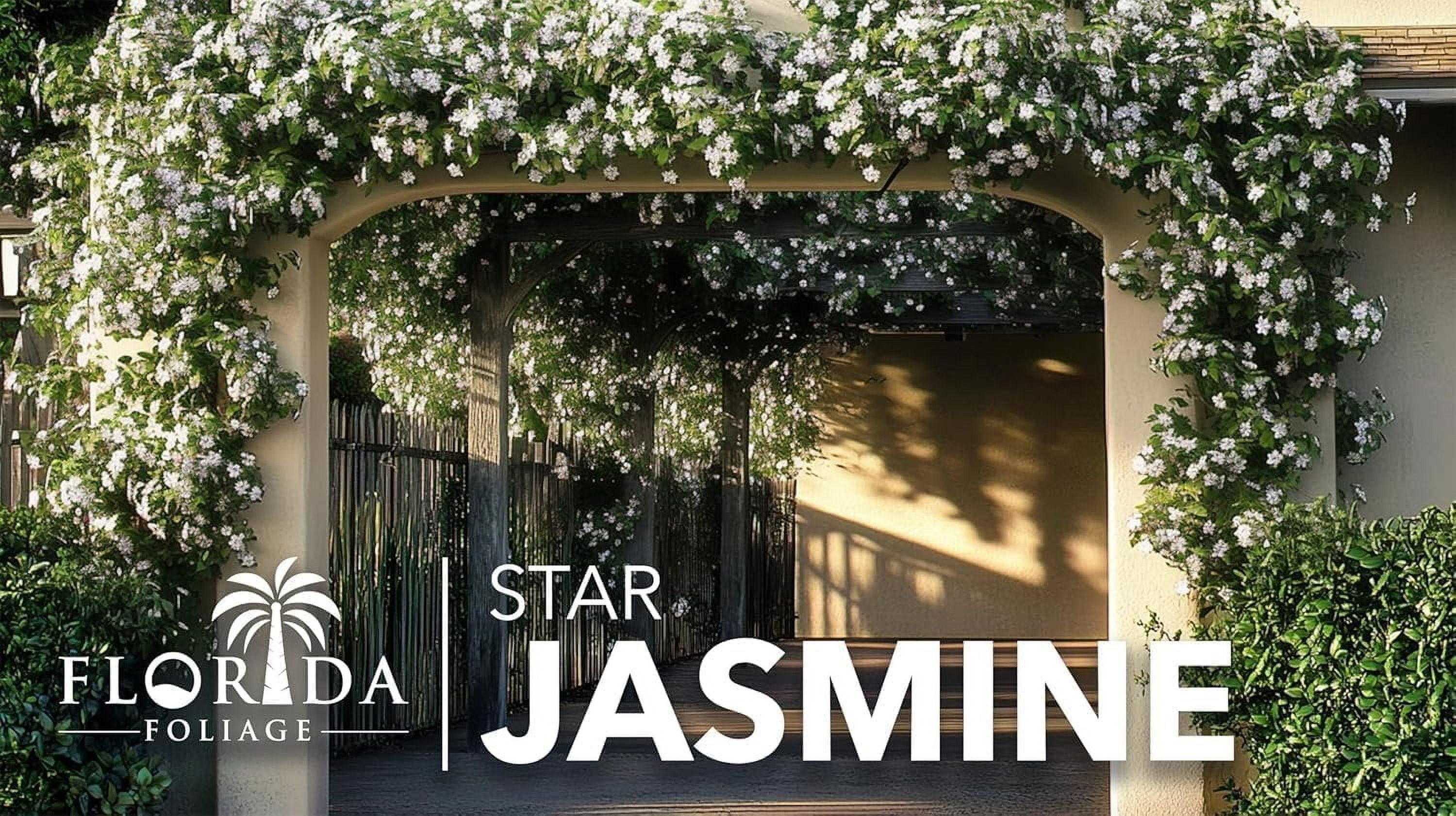 Star Jasmine  2 Extra Large 3 Gallon Plants  Trachelospermum Jasminoides  Fragrant Climbing Vine  Ideal for Trellises and Arbors