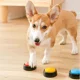 thumbnail image 5 of Caja de sonido para mascotas con botón de voz grabable, grabadora de voz para gatos, juguete para entrenamiento de comunicación, caja exprimible, juguetes para perros, 5 of 5