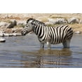thumbnail image 2 of Kaveney, Wendy 24x17 Gold Ornate Wood Framed with Double Matting Museum Art Print Titled - Zebra standing in waterhole, Etosha NP, Namibia, 2 of 4
