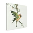 thumbnail image 2 of Trademark Fine Art 'Formosan Firecrest' Canvas Art by Chris Paschke, 2 of 3