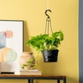 thumbnail image 2 of Expert Gardener 12" Green Pothos House Plant in 6" Hanging Basket, 2 of 9