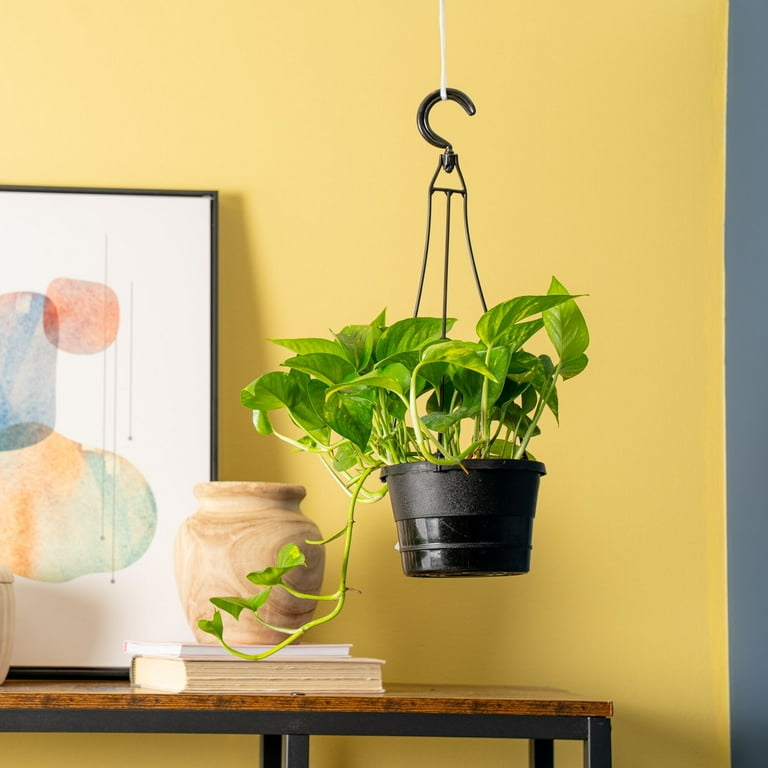 cebu pothos Epipremnum pinnatum 'Cebu Blue' main image 0