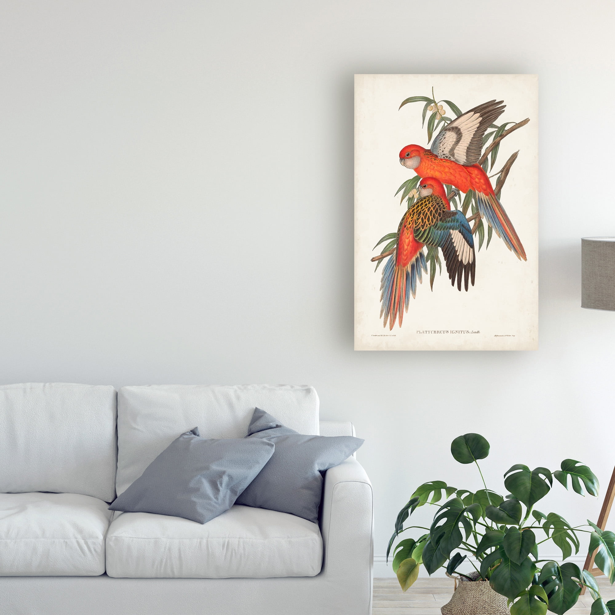 Trademark Fine Art 'Tropical Parrots I' Canvas Art by John Gould