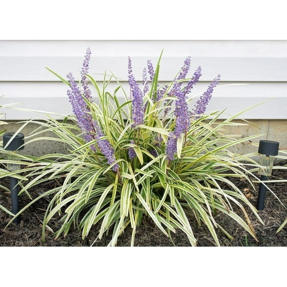 Variegated Liriope Live Plant in a Trade Gallon Pot